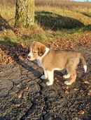 Zwei Rüden suchen/Border Collie / Golden Retriever Mix in 97990