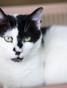 Andy aus dem Tierschutz - Grevenbroich