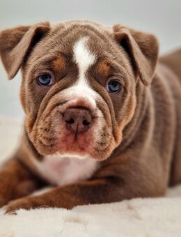 OEB, Old English Bulldog Welpe - Kassel