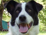Badou - Mischling - 6 Jahre - Tierhilfe Franken e.V. - Lauf (Pegnitz) Zentrum