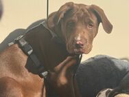 Labrador x Bulldogge - Nürnberg