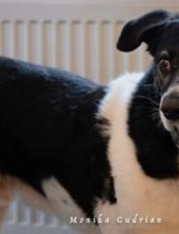 Maxi sucht seine Menschen - München