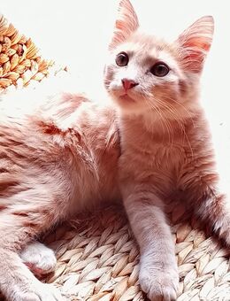 Kitten Katzenbaby Norwegische Waldkatze Maine Coon Creme Kater - Kindenheim