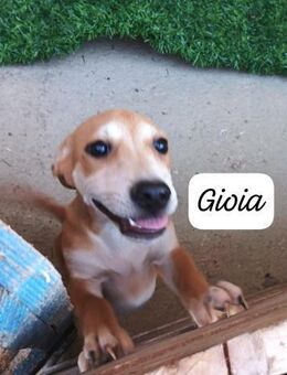Gioia 💚 💚 💚 auf Entdecker Tour - Bad Karlshafen