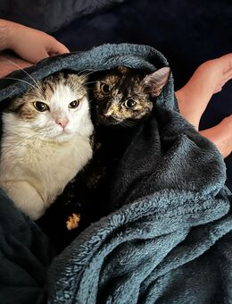 Katzen suchen dringend neues Zuhause. - Hannover