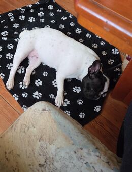 Französische bulldogge Blue sucht ein neues zuhause - Stavenhagen (Reuterstadt)