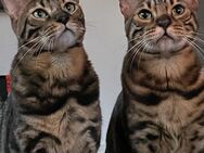 Zwei wunderschöne Bengal-Kater suchen ein liebevolles Zuhause - Nümbrecht