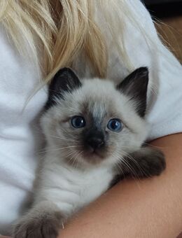 Reinrassige Siam Kitten - Neuss