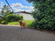 Pudel Welpe - Esslingen (Neckar)