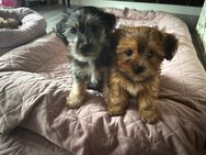 Yorkshire Terrier, Shih Tzu Mix Welpen - Emsbüren