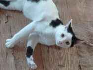 💛 Sanfter Kater Felix sucht dich! 💛 - Eislingen (Fils)