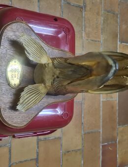 Hecht - Trophäe, präpariert, vorJahren aus der Tauber gefischt, zu verkaufen - Tauberbischofsheim