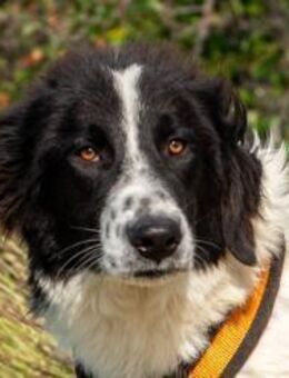 Morrisson- Schmusebär sucht dich🤍 - München