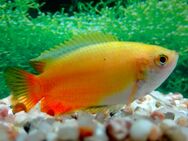 Honiggurami Orange - Hohenroth