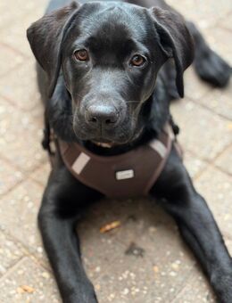 Labrador Dame - Heinsberg