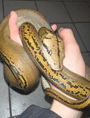 Netzpython Golden Child Dwarf 1.0 in 50354