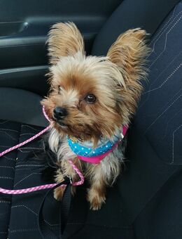 Suche liebevolles Zuhause - Siegenburg