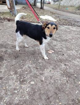 Der freundliche Bitang sucht ein Zuhause - Dortmund