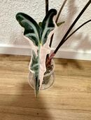 Alocasia Nobilis pink variegata Rhizome in 99628