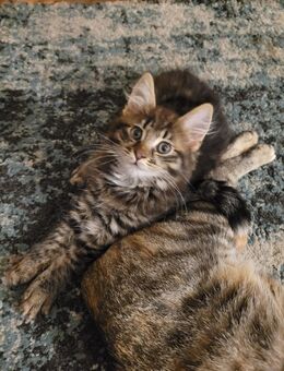 Zauberhafte Maine Coon Mix Kitten - Bremerhaven
