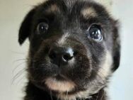 RM 2 ist ein süßer Kuschelheld 🐾 - Elsdorf (Nordrhein-Westfalen)