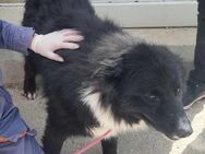 Corwin lieber Border Collie Mix - Margetshöchheim