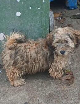 Lotta - freundlich und verträglich - Westerholt