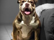 Olde english bulldog 1,5 Jahre - Westoverledingen
