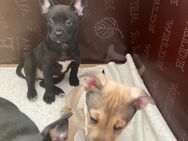 Spitz Frenchie Mix (Japan-Spitz). Jetzt abgabebereit. - Lahr (Schwarzwald)