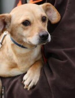 Kiani - verschmust u. sehr lieb - Lohra