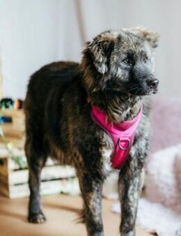 Margi - klein, struppig mit großem Herz - Berlin