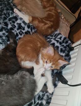 Mega schöne Maine Coonmädels suchen - Bad Münder (Deister)