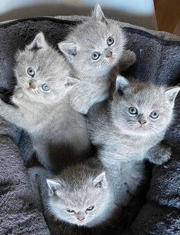 Reinrassige Bkh Kitten in blue - Brakel