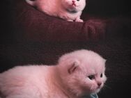 BKH Kitten Britisch Kurzhaar - Göttingen