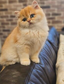 BKH MÄDCHEN LYANNA - Kamen