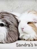 Meerschweinchen in 38259