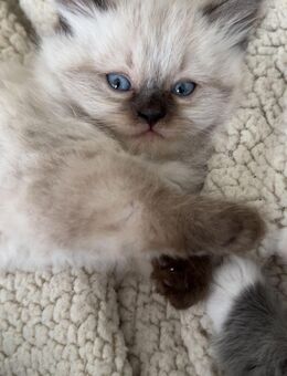 🐾 Britisch Langhaar Colourpoint Kater – 9 Wochen jung, traumhafte blaue Augen 🐾 - Essen