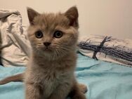 Britisch kurzhaar kitten - Hamburg Harburg