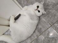 Lieber ruhiger,Kater sucht ein warmes Plätzchen - Oldenburg