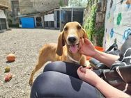 Owen - Prachtkerl sucht ❤️Mensch❤️❤️ - Grevenbroich