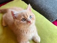 4 hübsche süße Kitten - Lingen (Ems)