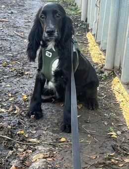 Lady, eine bildschöne Cockerhündin - Berlin