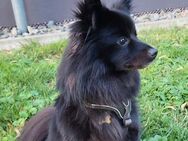Mila sucht ein Zuhause - Arnsberg