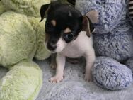 Jackrussel-Chihuahua- Mix Welpen abzugeben - Emden