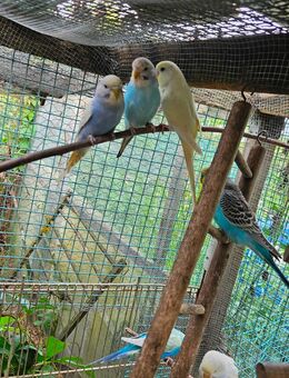 Wellensittich Regenbogen 🌈 jung und alt vom Züchter direkt DKB - Wiesbaden