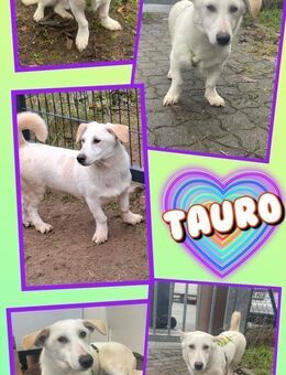 Toller Tauro sucht tolle Familie! - Nürnberg