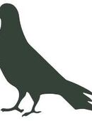 Junge Stadttaube (m) mit PMV sucht liebevolle Pflegestelle für immer in 86154