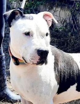 ZWEI KLASSE - BOYS - warten schon lange - Kempen