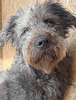 schüchterne Hundeseele KONCI - Mamming