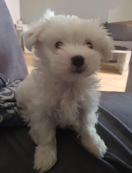 Weiblich Malteser Welpen sucht neue Zuhause - Berlin Charlottenburg-Wilmersdorf